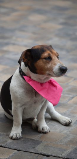 [2436x1125]狗 围巾 宠物 随意 犬类 苹果手机壁纸图片