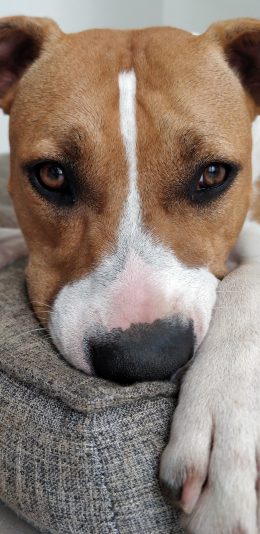 [2436x1125]狗 大头照 特写 汪星人 宠物 犬 苹果手机壁纸图片