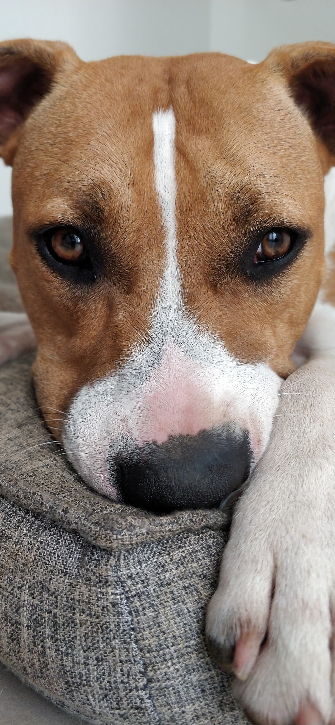 [2436×1125]狗 大头照 特写 汪星人 宠物 犬 苹果手机壁纸图片