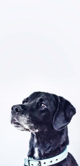 [2436x1125]狗 宠物 乖巧 黑狗 项圈 苹果手机壁纸图片
