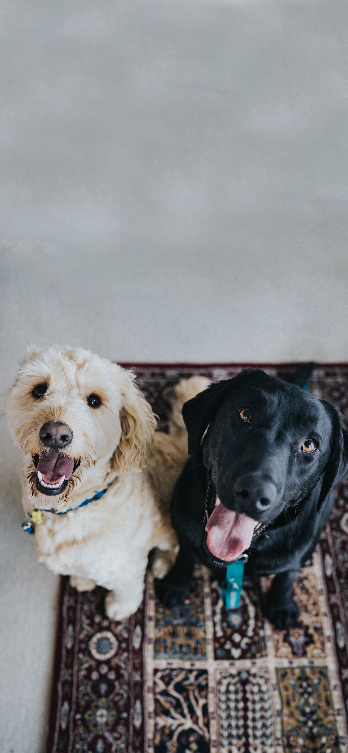 [2436×1125]狗 宠物 乖巧 黑白 苹果手机壁纸图片