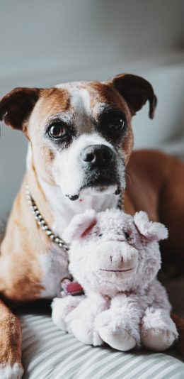 [2436x1125]狗 宠物 公仔 玩具 苹果手机壁纸图片