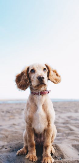 [2436x1125]狗 宠物 动物 荒漠 苹果手机壁纸图片