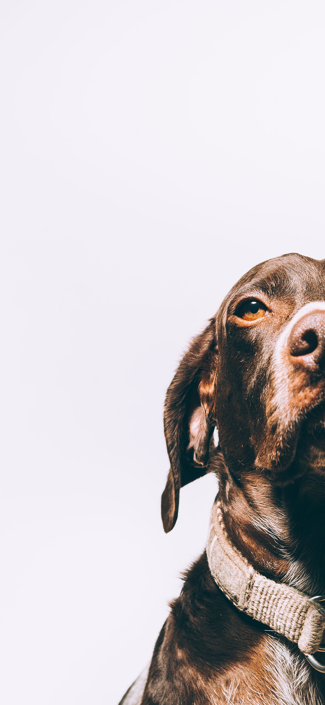 [2436×1125]狗 宠物 半脸 项圈 苹果手机壁纸图片