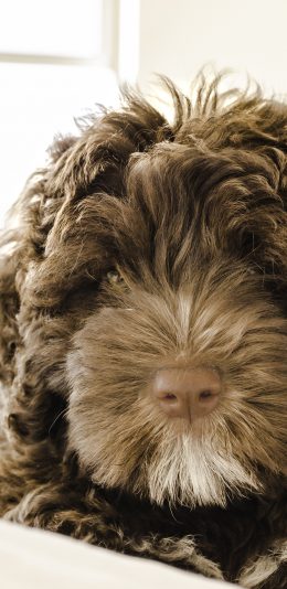 [2436x1125]狗 宠物 卷毛 棕色 苹果手机壁纸图片