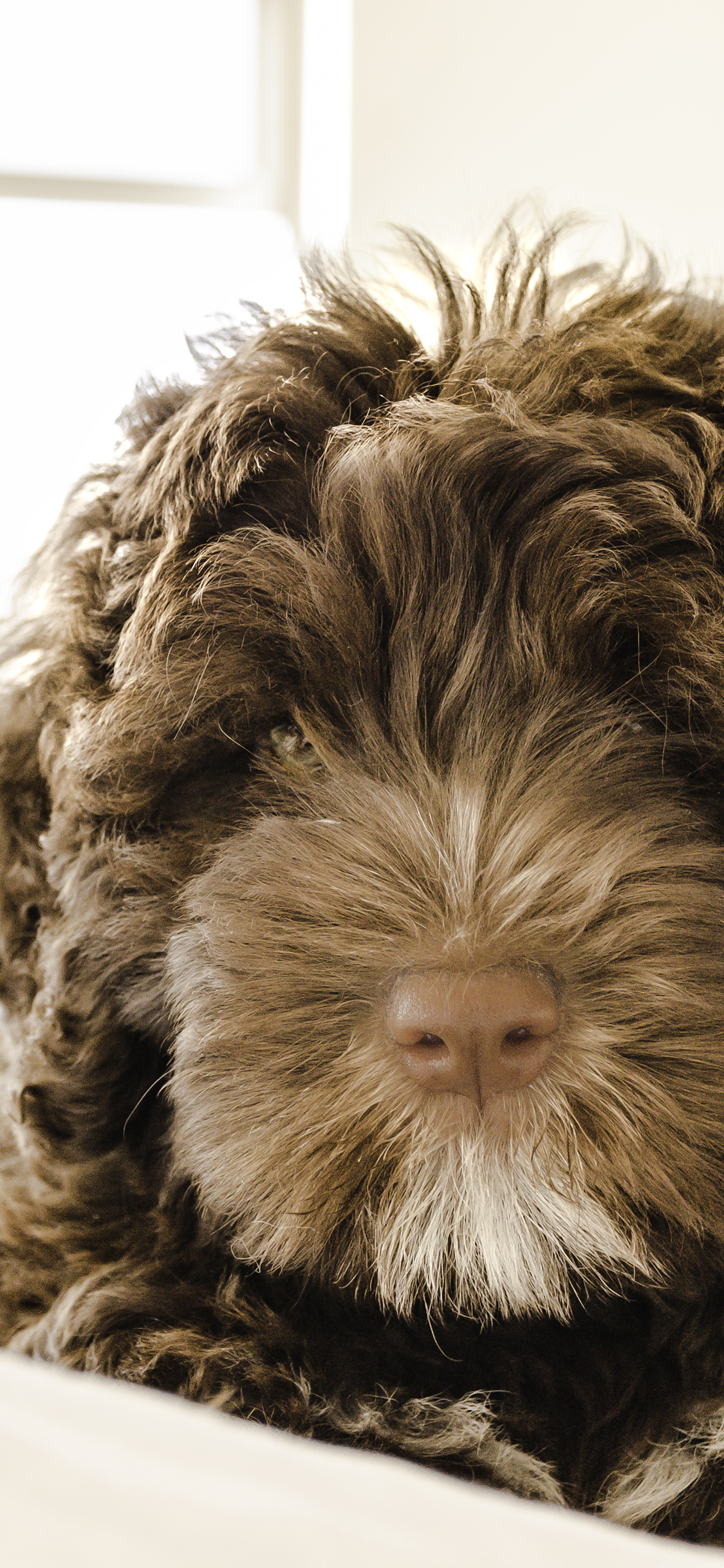 [2436×1125]狗 宠物 卷毛 棕色 苹果手机壁纸图片