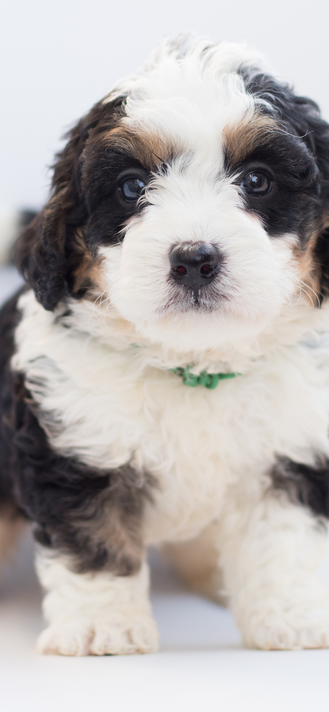 [2436×1125]狗 宠物 卷毛 犬类 苹果手机壁纸图片