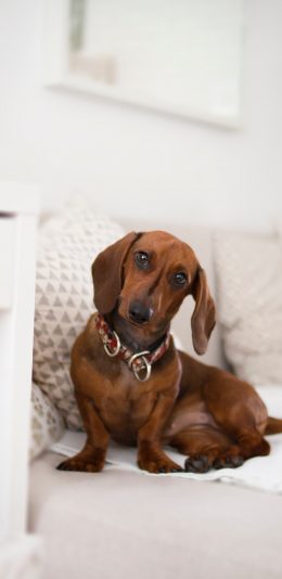 [2436x1125]狗 宠物 可爱 呆萌 犬类 苹果手机壁纸图片