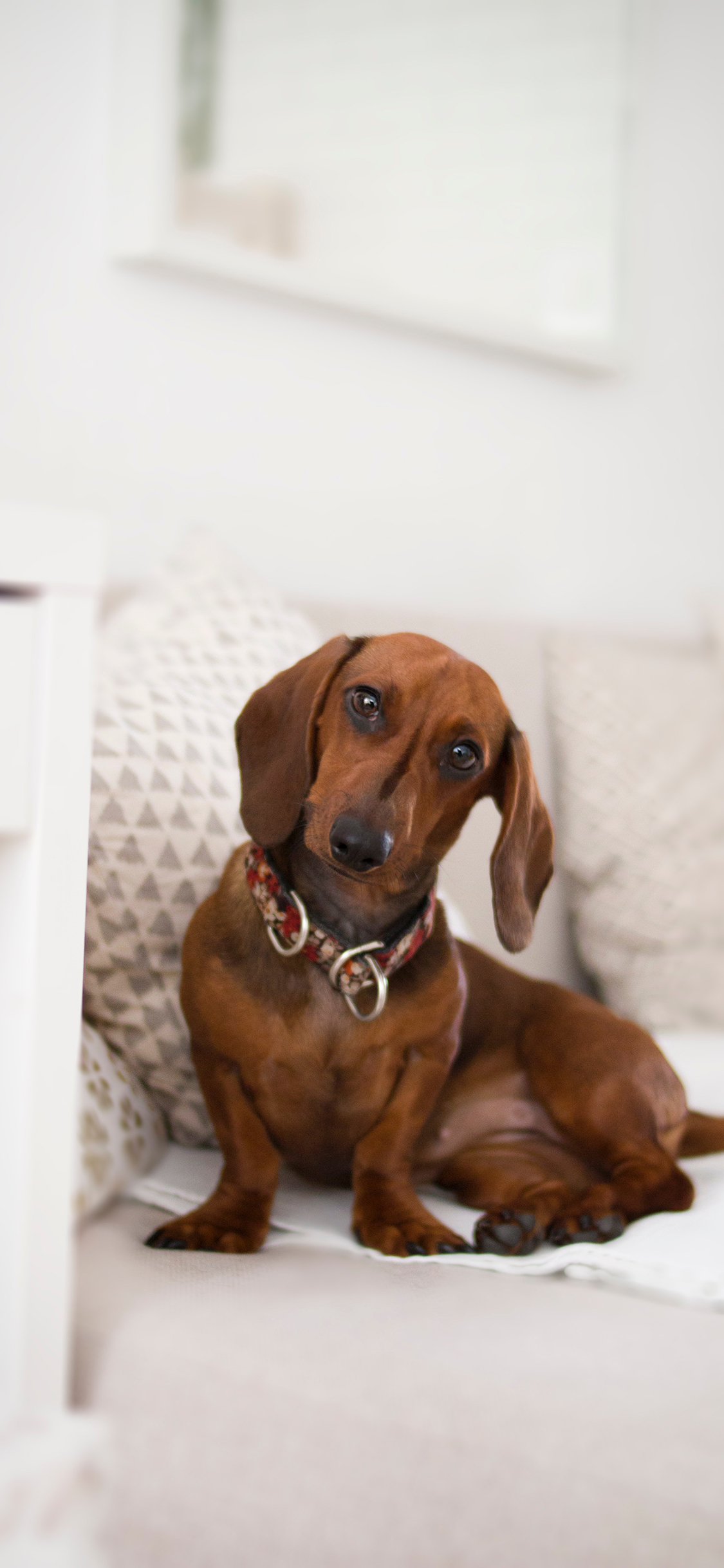 [2436×1125]狗 宠物 可爱 呆萌 犬类 苹果手机壁纸图片
