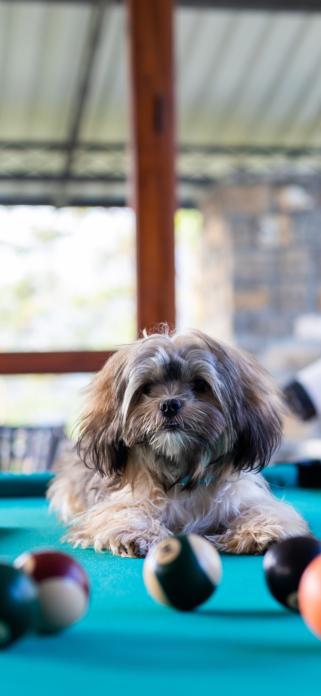 [2436×1125]狗 宠物 台球 桌球 苹果手机壁纸图片