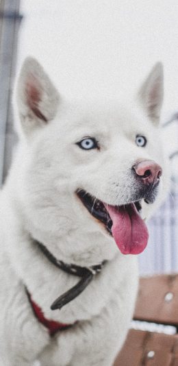 [2436x1125]狗 宠物 吐舌 汪星人 可爱 苹果手机壁纸图片