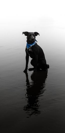 [2436x1125]狗 宠物 围巾 水面 苹果手机壁纸图片