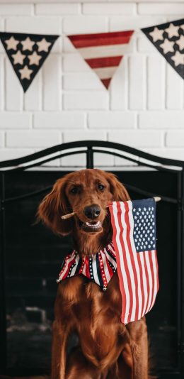 [2436x1125]狗 宠物 壁炉 旗帜 玫瑰 苹果手机壁纸图片