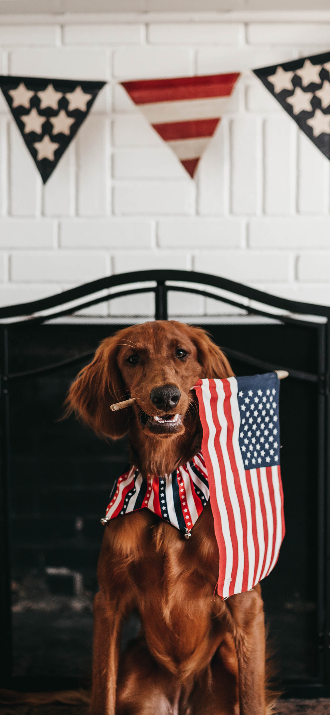 [2436×1125]狗 宠物 壁炉 旗帜 玫瑰 苹果手机壁纸图片