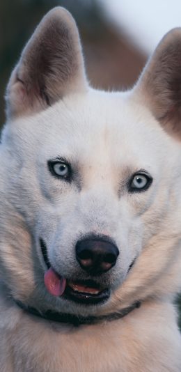 [2436x1125]狗 宠物 大头 特写 苹果手机壁纸图片