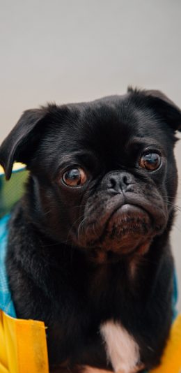 [2436x1125]狗 宠物 委屈 巴哥 苹果手机壁纸图片