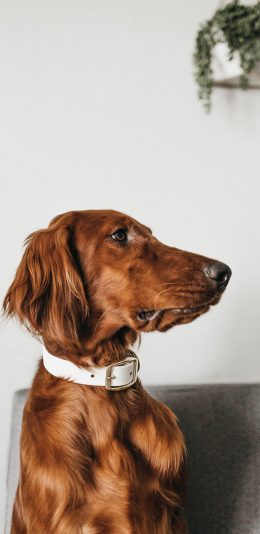 [2436x1125]狗 宠物 家居 犬类 项圈 苹果手机壁纸图片