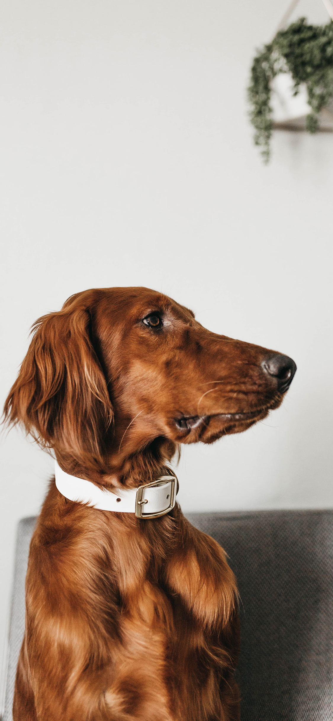 [2436×1125]狗 宠物 家居 犬类 项圈 苹果手机壁纸图片