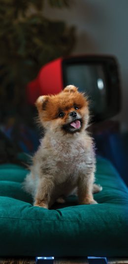 [2436x1125]狗 宠物 小狗 坐垫 苹果手机壁纸图片