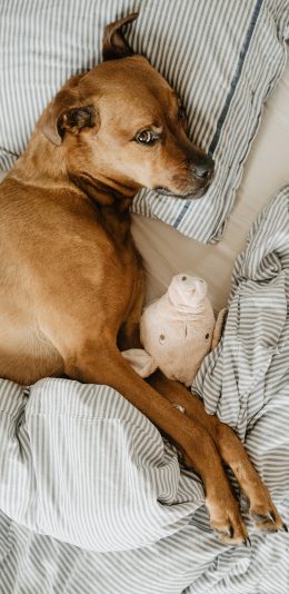 [2436x1125]狗 宠物 床 被单 公仔 苹果手机壁纸图片