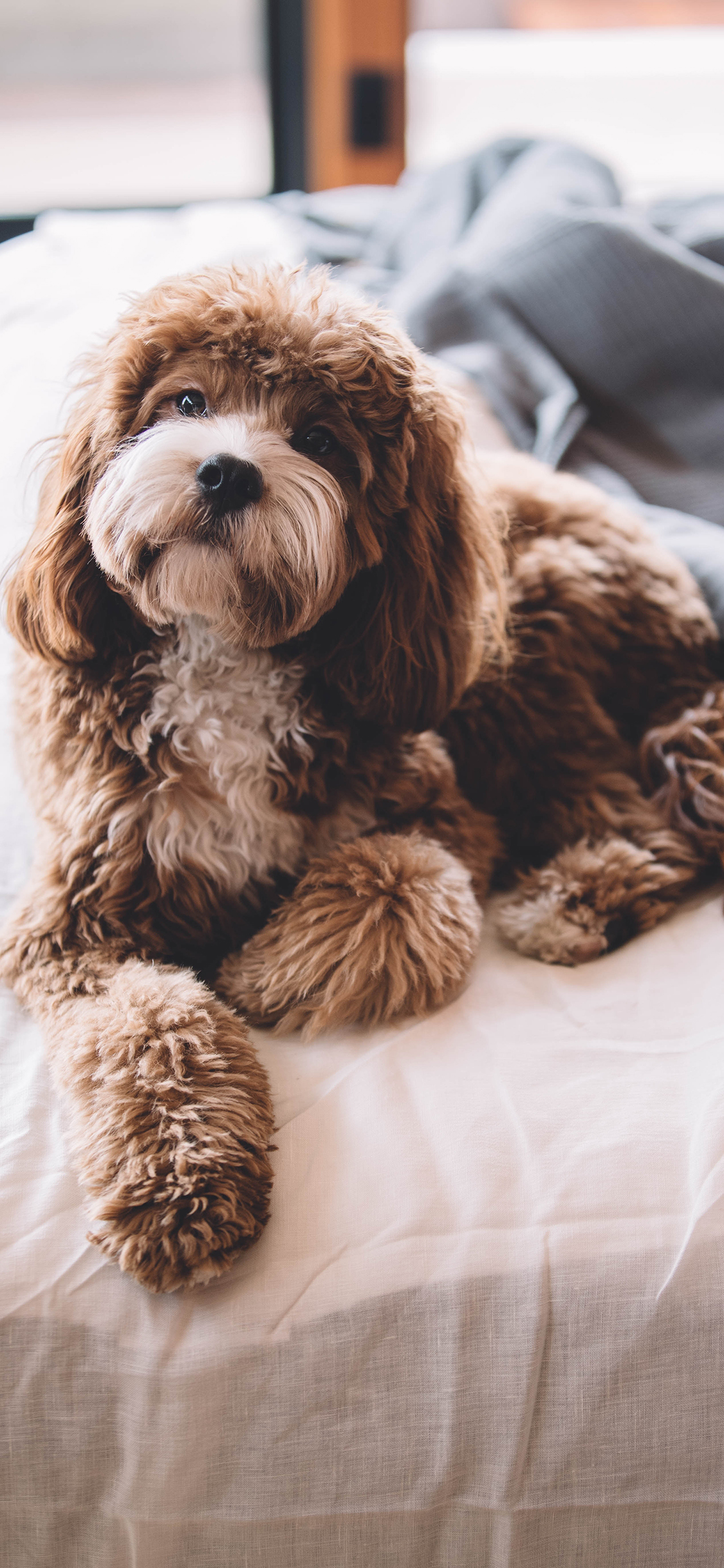 [2436×1125]狗 宠物 床铺 皮毛 苹果手机壁纸图片