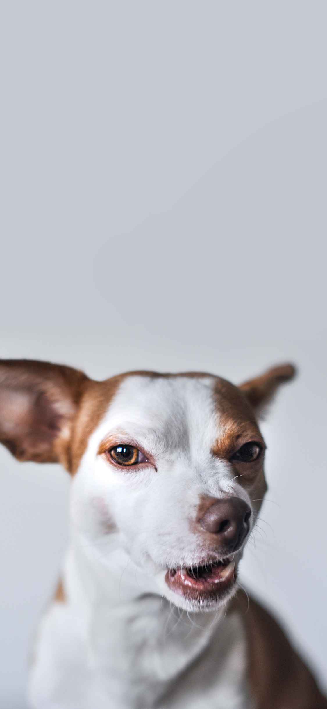[2436×1125]狗 宠物 挑衅 表情 犬类 苹果手机壁纸图片