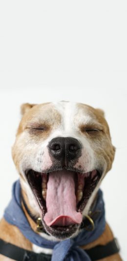 [2436x1125]狗 宠物 斗牛 恶霸 苹果手机壁纸图片