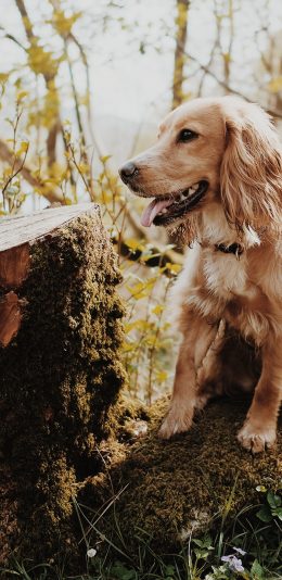 [2436x1125]狗 宠物 木桩 树桩 项圈 金毛 苹果手机壁纸图片