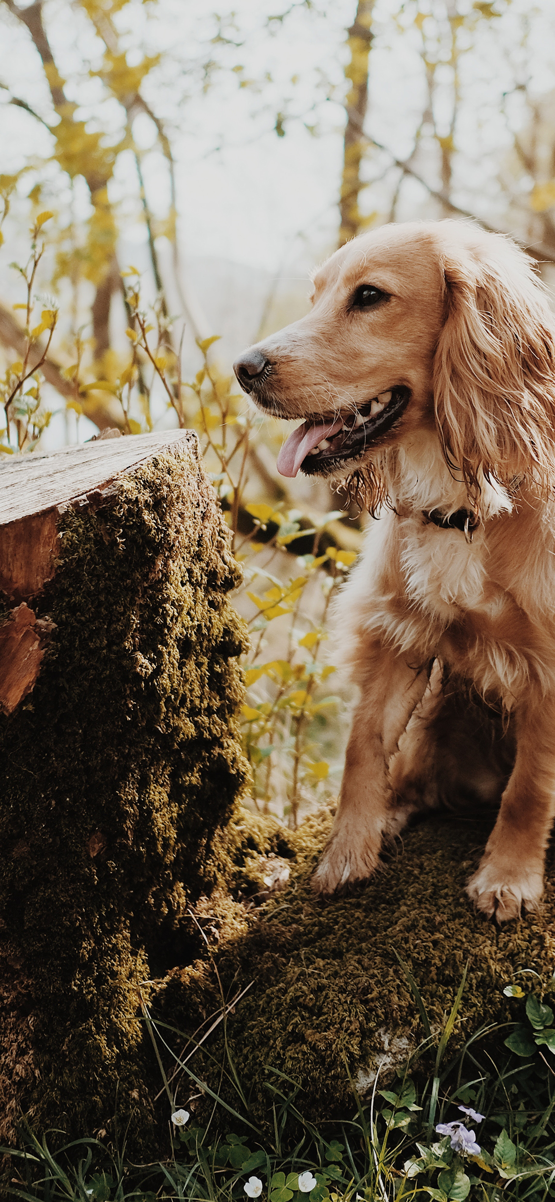 [2436×1125]狗 宠物 木桩 树桩 项圈 金毛 苹果手机壁纸图片
