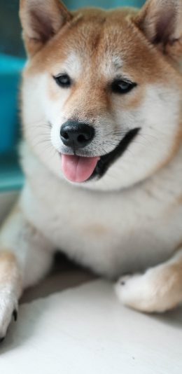 [2436x1125]狗 宠物 柴犬 田园犬 苹果手机壁纸图片