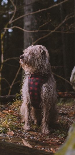 [2436x1125]狗 宠物 树林 犬类 苹果手机壁纸图片