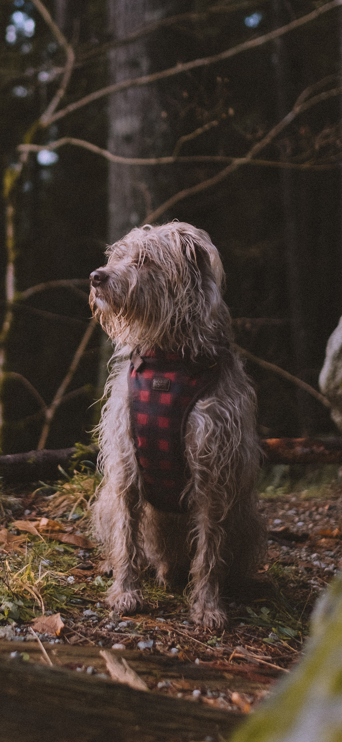 [2436×1125]狗 宠物 树林 犬类 苹果手机壁纸图片