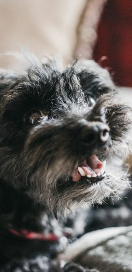 [2436x1125]狗 宠物 毛发 凌乱 苹果手机壁纸图片