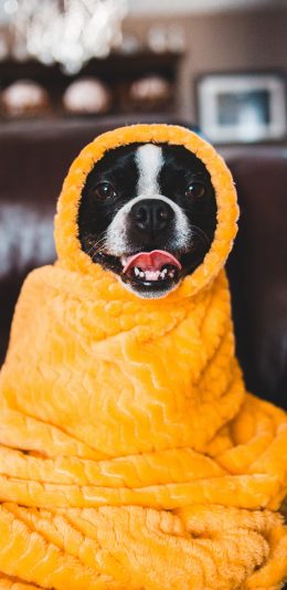 [2436x1125]狗 宠物 毛毯 可爱 苹果手机壁纸图片