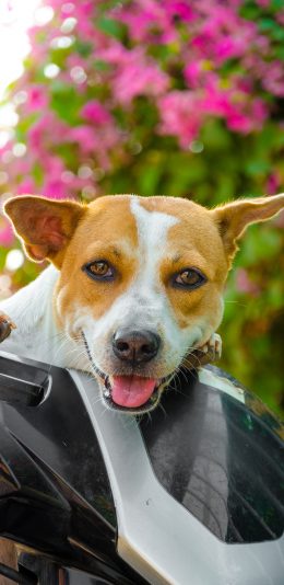 [2436x1125]狗 宠物 汪星人 犬 可爱 苹果手机壁纸图片