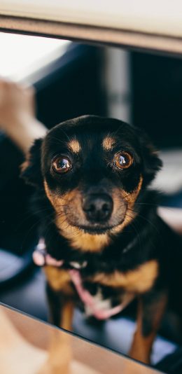 [2436x1125]狗 宠物 汪星人 犬 可爱 驾驶位 苹果手机壁纸图片