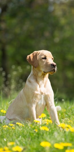 [2436x1125]狗 宠物 汪星人 草地 户外 苹果手机壁纸图片