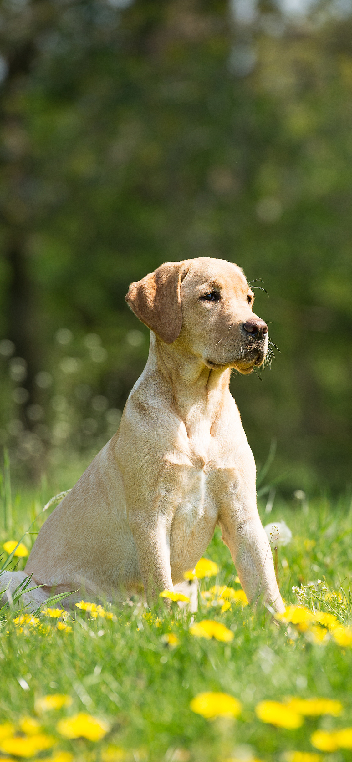 [2436×1125]狗 宠物 汪星人 草地 户外 苹果手机壁纸图片