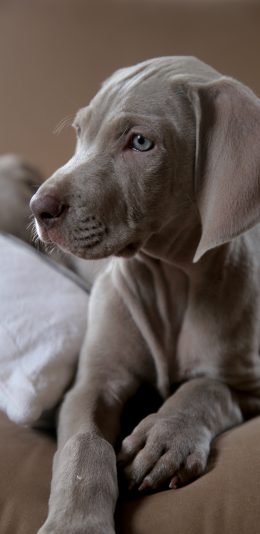 [2436x1125]狗 宠物 沙发  威玛猎犬 魏玛犬 苹果手机壁纸图片
