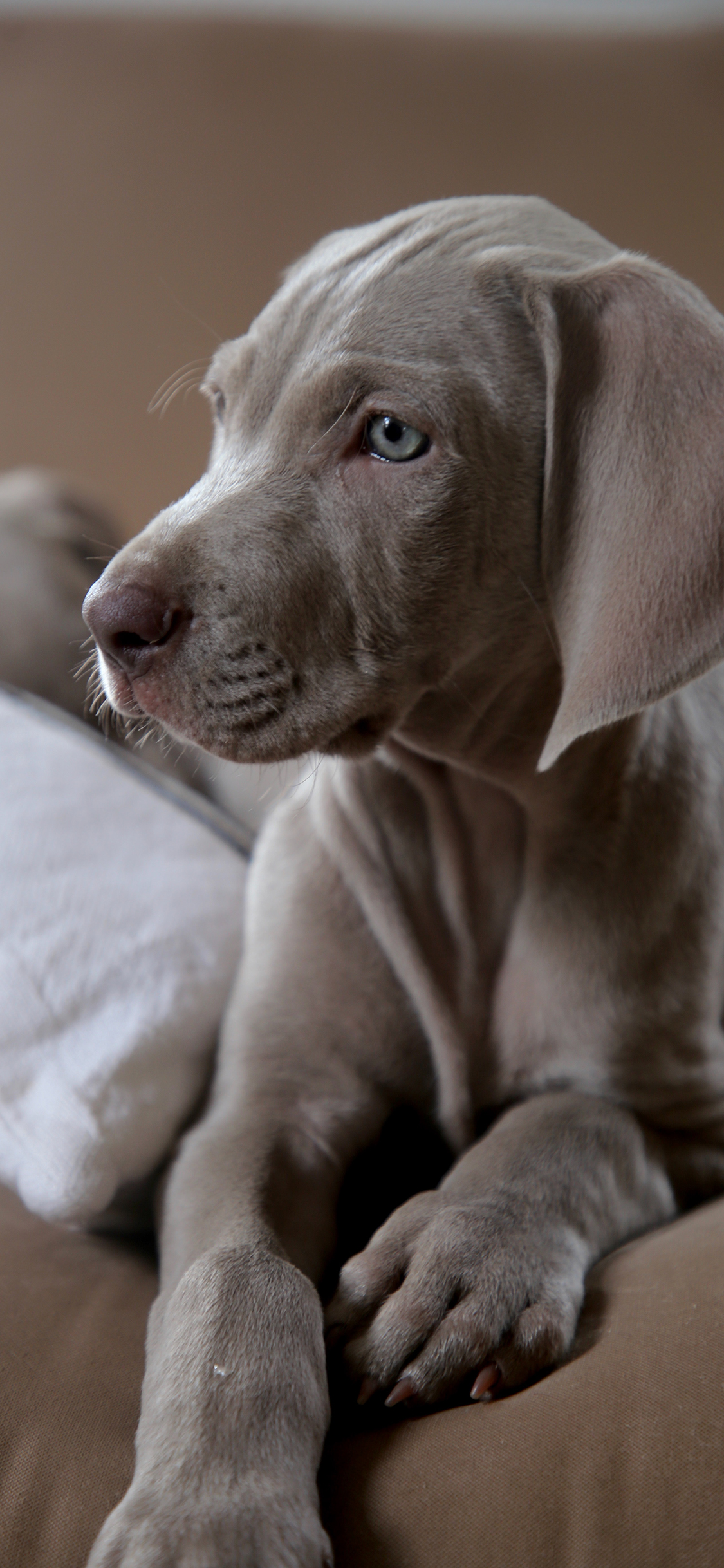 [2436×1125]狗 宠物 沙发  威玛猎犬 魏玛犬 苹果手机壁纸图片