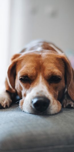 [2436x1125]狗 宠物 沙发 乖巧 苹果手机壁纸图片