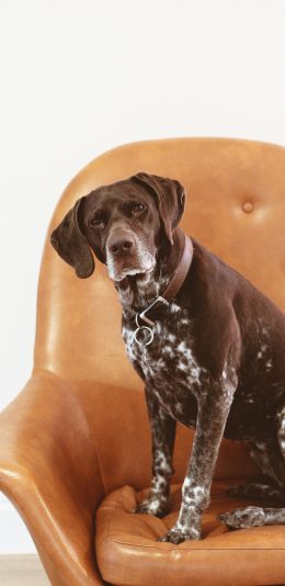 [2436x1125]狗 宠物 沙发 长耳 苹果手机壁纸图片