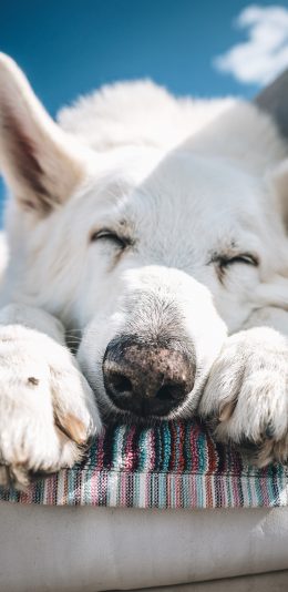 [2436x1125]狗 宠物 爪子 可爱 眯眼 苹果手机壁纸图片