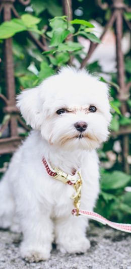 [2436x1125]狗 宠物 牵引绳 白 苹果手机壁纸图片