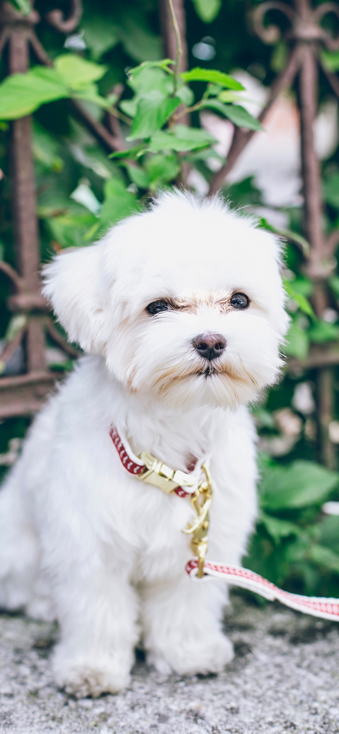 [2436×1125]狗 宠物 牵引绳 白 苹果手机壁纸图片