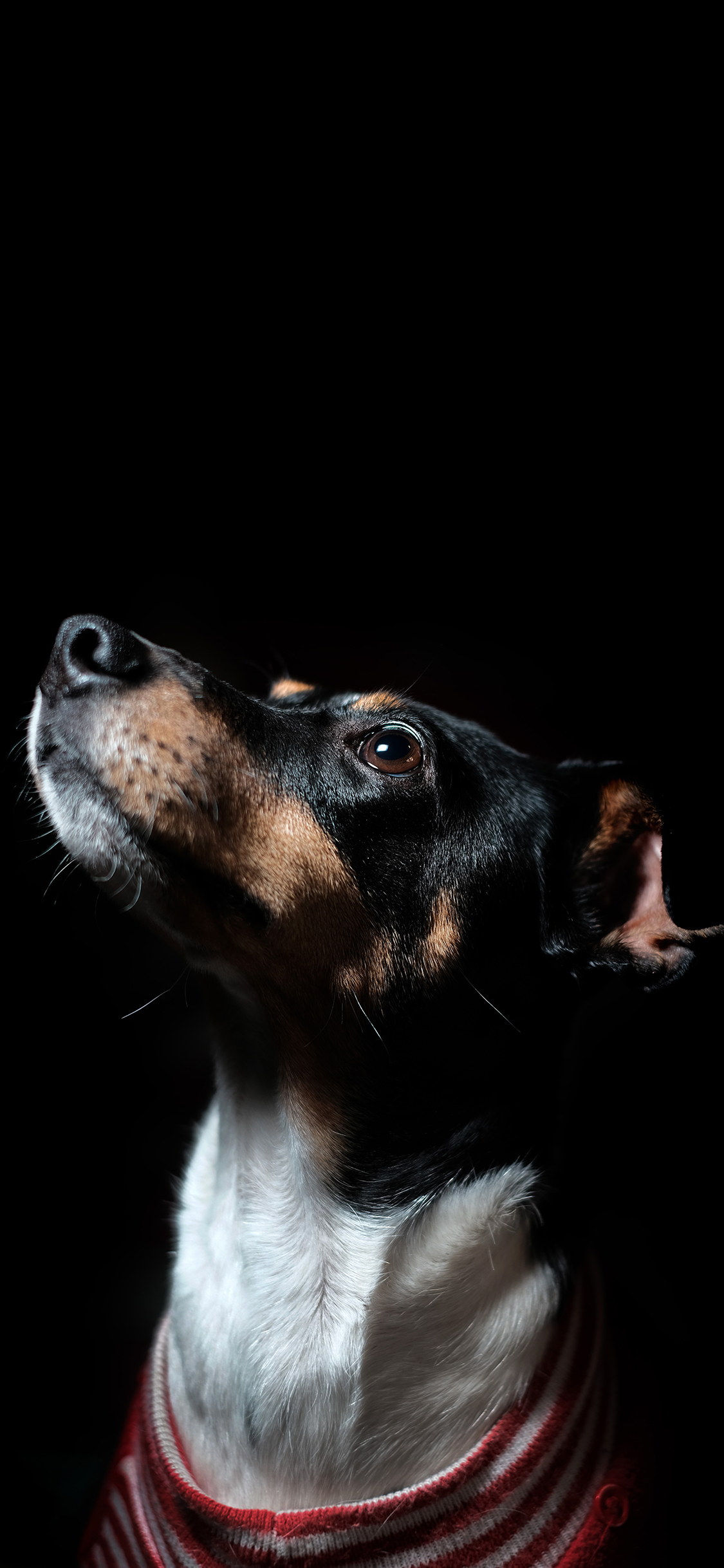 [2436×1125]狗 宠物 特写 皮毛 苹果手机壁纸图片