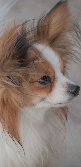 [2436x1125]狗 宠物 犬 汪星人 毛发 苹果手机壁纸图片
