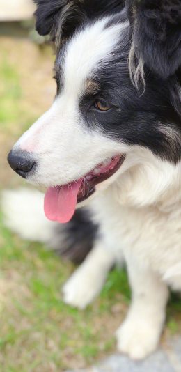 [2436x1125]狗 宠物 犬类 苹果手机壁纸图片