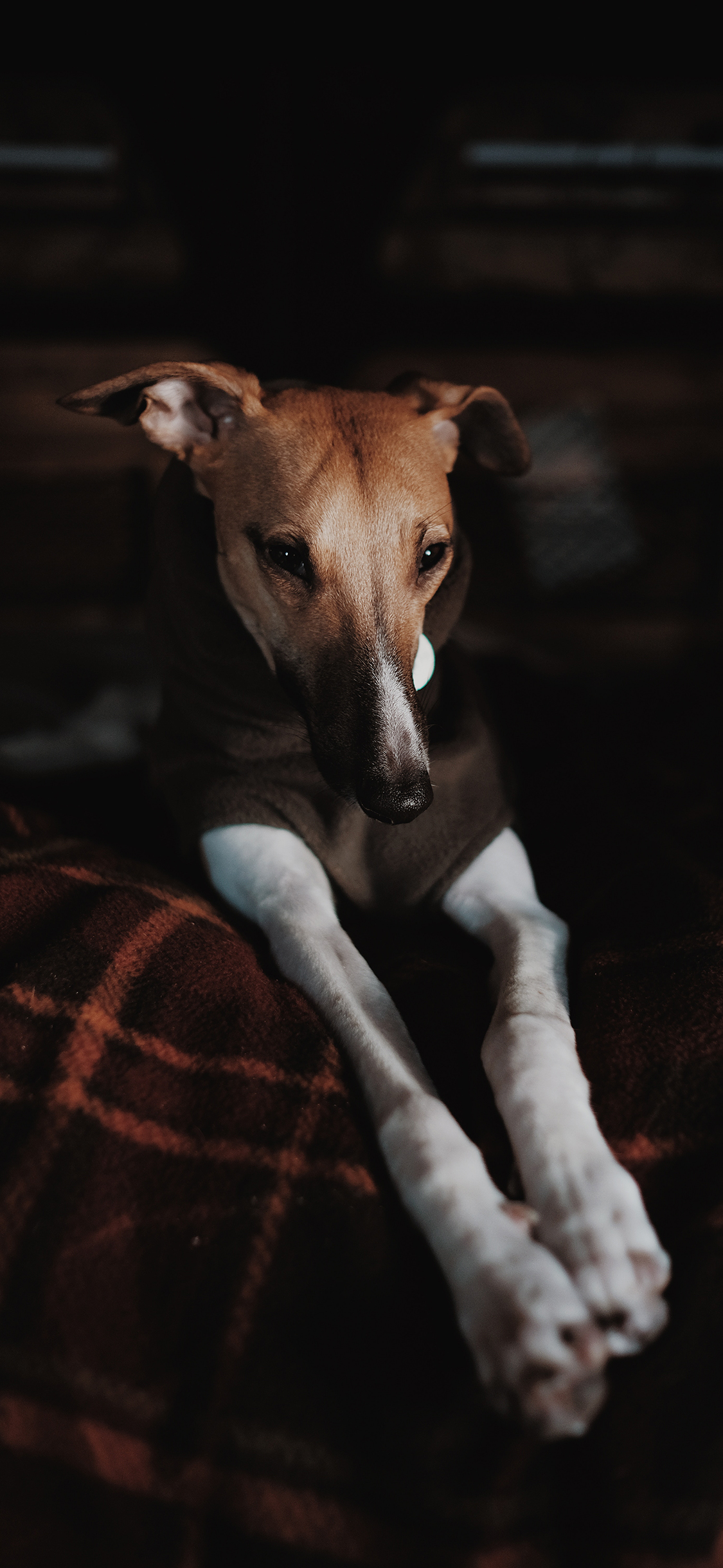 [2436×1125]狗 宠物 犬类 品种 苹果手机壁纸图片