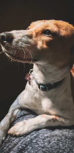 [2436x1125]狗 宠物 犬类 忧郁 苹果手机壁纸图片